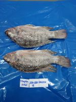 TILAPIA FISH -INDIA ORIGIN