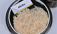 Basmati Rice