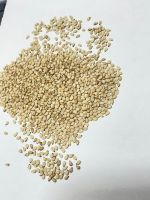 Sortexed Natural White Sesame Seeds