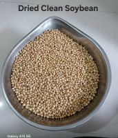 Non-GMO Soybean Or Soya Bean