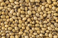 Non-GMO Soybean Or Soya Bean