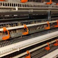 H Type Full Automatic Layer Quail