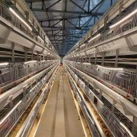 H Type Full Automatic Broiler Quail