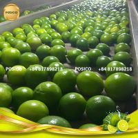 FRESH SEEDLESS LIME FROM VIETNAM | POSICO