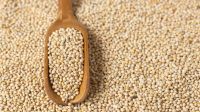 Indian Origin Millet (Bajra