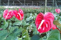 Anthurium fresh cut flowers