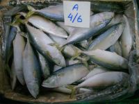Indian Mackerel