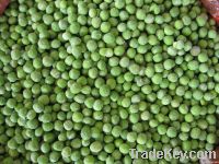 frozen fresh green peas