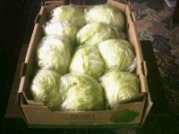 Salsabeel Lettuce ( Ice Berg )