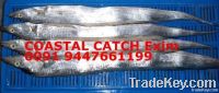 RIBBON FISH