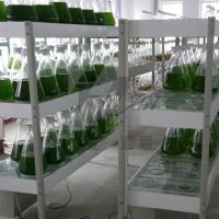 https://cn.tradekey.com/product_view/Algae-Storage-1838295.html