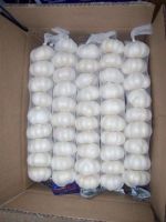 Fresh Garlic