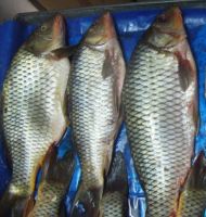 Chinese Rohu