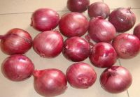 Fresh Onion Red Onion, Yellow Onion, White Onions