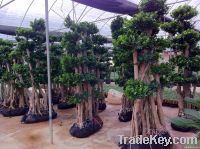 Ficus microcarpa,...