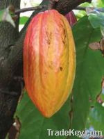 Fermented Cocoa Beans