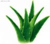 Aloe flavour