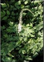 Black Cohosh extract