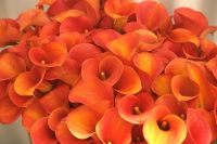 Calla Tubers (New Zealand Coloureds)