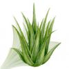 aloevera-gwarpatha