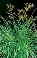Cyperus Rotundus Oil