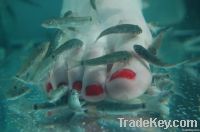 Doctor Fish Pedicure--Fish Foot Spa