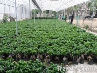 ginseng ficus