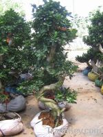 S style ficus microcarpa