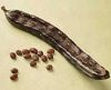 Carob Seeds, Extra Virgin Olive Oil