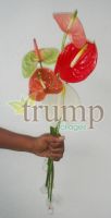 https://cn.tradekey.com/product_view/Anthuriums-1566942.html