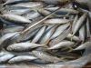 Horse Mackerel