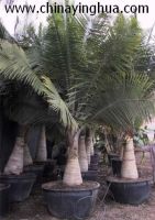 Sell Ravenea rivularis(Palm tree-Landscaping plants)