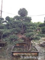 Sell Ulmus pumila (Bonsai-Chinese bonsai)