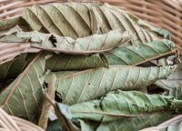 Guava Leaves