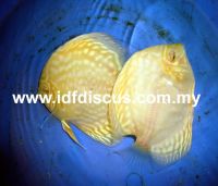 Albino Golden Turqoise