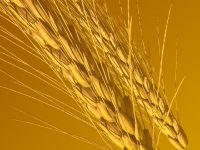 Sellling Wheat High Quailty Wheat