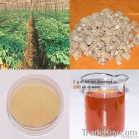 American Ginseng Extract