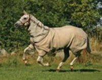 horse rug