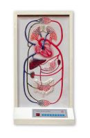 blood circulation electric model