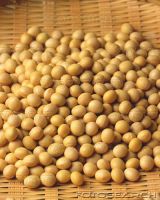 Soybean In Grain