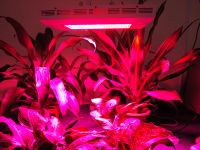600W Led Hydroponics Light
