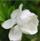 Gardenia Yellow