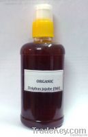 Organic Ziziphus Jojobe (Sidr) Honey
