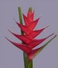 https://cn.tradekey.com/product_view/Caribea-Red-Flower-597223.html