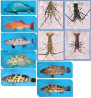 Live Food Fish & Lobsters Exporter