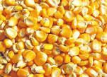 Yellow Corn 