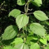 Nettle Root Extract