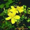 St.john â??Wort *****