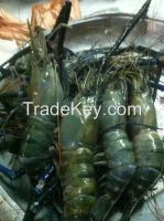 Fishes And Crabs