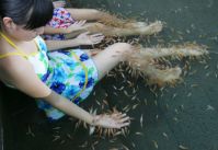 doctor fish